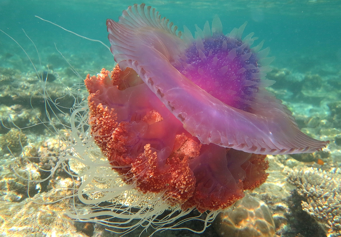 IMG_1343rf_Maldives_Madoogali_House reef_Meduse.jpg